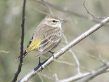palm warbler BRD0407.JPG