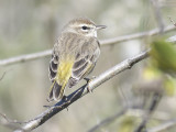palm warbler BRD0425.JPG