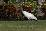 IMG_1813a Wood Stork.jpg