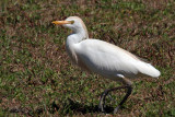 IMG_3977a  Cattle Egret.jpg