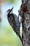 IMG_4680a Red-cockaded Woodpecker.jpg