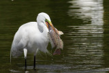 IMG_7889a Great Egret.jpg