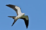 IMG_8910a Swallow-tailed Kite.jpg