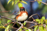 IMG_2107a Bay-breasted Warbler.jpg