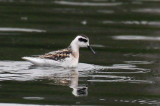 IMG_2392a Red-Necked Phalarope.jpg