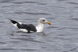 3F8A0744a Lesser Black-backed Gull .jpg