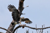 IMG_8010a Snail Kite.jpg