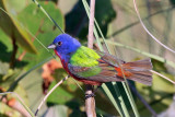 3F8A5143a Painted Bunting.jpg