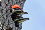 3F8A4123a Piliated Woodpecker.jpg