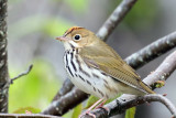 3F8A1099a Ovenbird.jpg