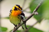 3F8A7947a Blackburnian Warbler.jpg