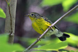 3F8A1936a Magnolia Warbler.jpg