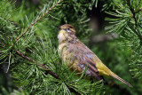 3F8A1053a Palm Warbler.jpg