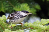 3F8A7150a Blackpoll Warbler.jpg