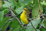 3F8A4352a Blue-winged Warbler.jpg