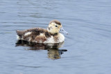 3F8A1843a Ring-necked Duck.jpg