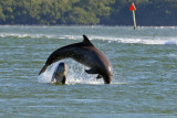 3F8A5441 Dolphins.jpg