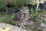 3F8A1906a Burrowing Owl.jpg