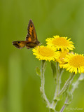 Oranje zandoogje/Pyronia tithonus