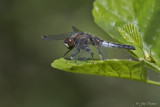 Sierlijke witsnuitlibel\Leucorrhinia caudalis ♀