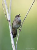 Krekelzanger/River warbler