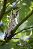 Ransuil/Long-eared owl