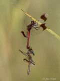 Bandheidelibel\Sympetrum pedemontanum ♂ ♀