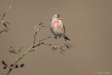 Grote barmsijs/Mealy redpoll 