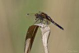 Sierlijke witsnuitlibel/Leucorrhinia caudalis ♀