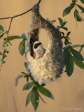 Buidelmees/Eurasian penduline tit