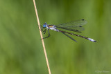 Tangpantserjuffer/Lestes dryas ♂