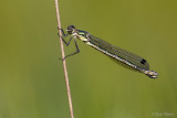 Tangpantserjuffer/Lestes dryas ♀