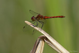 Bloedrode heidelibel/Sympetrum sanguineum ♂