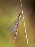 Koraaljuffer/Ceriagrion tenellum ♂