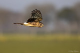 Blauwe kiekendief/Hen harrier