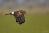 Blauwe kiekendief/Hen harrier