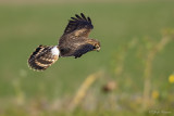 Blauwe kiekendief/Hen harrier