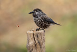 Notenkraker/Spotted Nutcracker