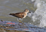 Least Sandpiper (Calidris minutilla)