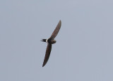 White-rumped Swift (Apus caffer) - vitgumpseglare