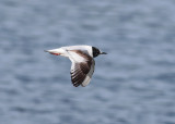 Little Gull (Hydrocoloeus minutus) - dvrgms