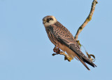 Red-footed Falcon (Falco vespertinus) - aftonfalk