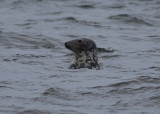 Grey Seal (Halichoerus grypus) - grsl