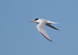 Little Tern (Sternula albifrons) - smtrna