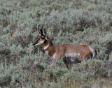 Pronghorn (Antilocapra americana) - gaffelantilop