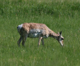 Pronghorn (Antilocapra americana) - gaffelantilop
