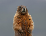 Yellow-bellied marmot (Marmota flaviventris) - gulbukigt murmuldjur
