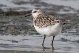 Sanderling (Calidris alba) - sandlpare