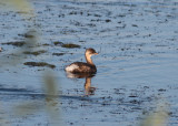 Little Grebe (Thachybaptus ruficollis) - smdopping