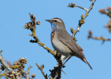 Bluethroat (Luscinia s.svecica) - blhake